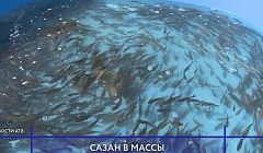 58 тысяч мальков сазана выпустили в Торму