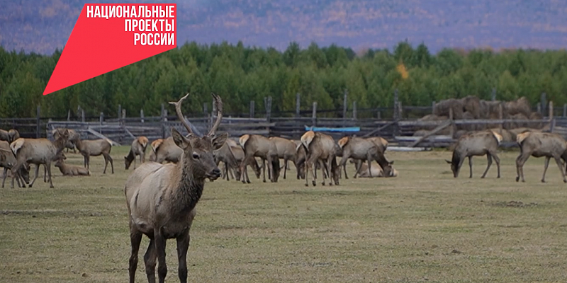 Лечебные рога на сакральной земле. Что такое этнокомплекс «Саянский марал»? 