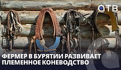 Фермер в Бурятии развивает племенное коневодство