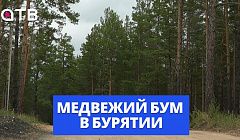 Медвежий бум в Бурятии | Почему они стали чаще выходить из леса, и как избежать трагедии?