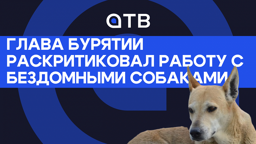 Глава Бурятии раскритиковал работу с бездомными собаками Глава Бурятии раскритиковал работу с бездомными собаками