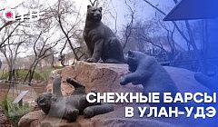 Снежные барсы в Улан-Удэ. Скульптура редких красавцев открылась в Бурятии